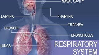 Anatomy and physiology of Respiratory system [upl. by Yelhs]