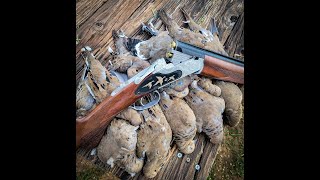 First Dove hunt of the year with my favorite 410 full limit under an hour [upl. by Seed]