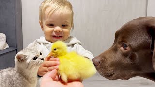 Baby Protects Ducky from Giant Retriever and Tricky Kitten [upl. by Suisyola781]