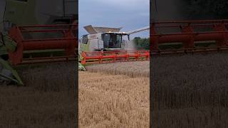 Claas Trion 730 im Weizen claas farming [upl. by Edya]