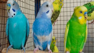 Cute Pet Budgies Chirping 10 Hour Nature Parakeets Bird Sound to Reduce Stress [upl. by Fabian659]