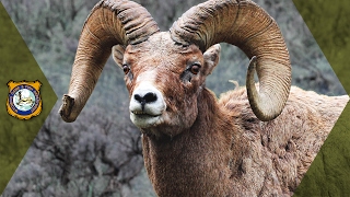 Bighorn Sheep  Wyoming Hunt [upl. by Portugal]