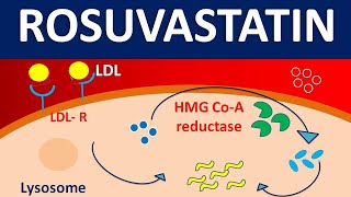 Rosuvastatin crestor  Mechanism side effects precautions amp uses [upl. by Mayce]