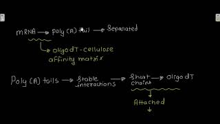 Affinity chromatography [upl. by Ecnerwaled511]