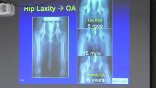 Collie Health Foundation Seminar on Hip amp Elbow Dysplasia OFA and Pennhip [upl. by Nelrac]