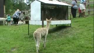 Southwind Farms  Alpacas in Connecticut [upl. by Devi325]