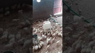 Abreuvoir automatique poulets [upl. by Paugh157]