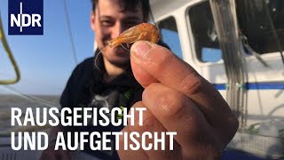 Fischereihafen Cuxhaven Täglich frischer Fisch  Die Nordreportage  NDR Doku [upl. by Ratib]