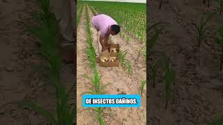 Los agricultores en Tailandia no usan pesticidas en sus campos [upl. by Gerson]