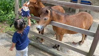 Animals visit at AFAMOSA SAFARI WONDERLAND 🙈 [upl. by Ahsiem837]