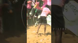 KTR ஜல்லிக்கட்டு 2024 shorts jallikattu [upl. by Ingemar356]