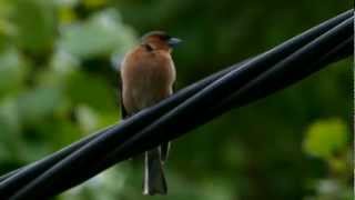 Chaffinch Fringilla Coelebs ♂  Buchfink 06 [upl. by Hackett229]