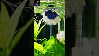 Half moon betta fish breeding  full moon betta [upl. by Grishilda]