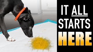 The SIMPLE Way To STOP Using Puppy Pee Pads FAST [upl. by Gmur]