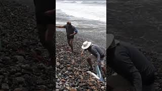 Mira cómo estos dos PESCADORES expertos esperan pacientemente la ola perfecta y lanzan sus atarrayas [upl. by Enyrhtak]