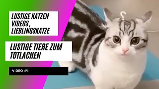 Lustige Katzen Videos Lieblingskatze 😺🧶Baby Katzen 1 [upl. by Eillib]