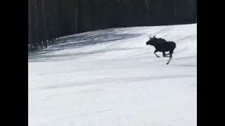 Moose runs down ski run at Breckenridge with snowboarders [upl. by Vyky905]