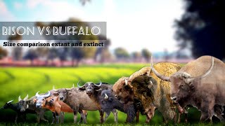 BISON VS BUFFALOS Buffalos and bison size comparison [upl. by Yhtnomit]