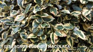 Elaeagnus x ebbingei maculata Garden Center online Costa Brava  Girona [upl. by Wardieu]