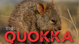 The Quokka  The Happiest Animal on Earth [upl. by Dosi]