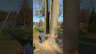 Falling a Big Oak Stem Ported 395 and 42” Bar treecutting chainsawman chainsaw [upl. by Dorreg]