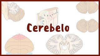 NEUROANATOMÍA  Cerebelo  Blasto Med [upl. by Chico36]