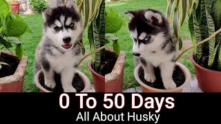 50 Days Journey of Siberian Husky Puppy  Facts About Siberian Huskies [upl. by Kling]