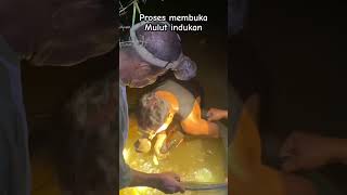 Proses pengambilan dolar dari mulut indukan arowana shortvideo real panen arwana superredarwana [upl. by Nagar608]