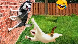 Funniest Animals 😄 New Funny Cats and Dogs Videos 😹🐶  Part 10 [upl. by Cone]