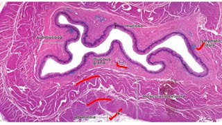 Histology of the Esophagus stomach small and large intestines [upl. by Johiah509]