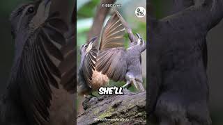 Victorias Riflebird Bird Mating Dance Is So Mesmerizing [upl. by Adyl593]