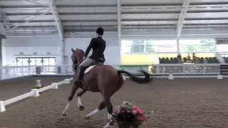 Wilton Prelim Dressage to Music at Blue Light Horse of the Year Show 2013 [upl. by Neelyt]