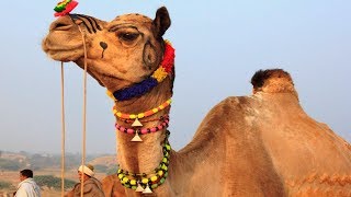 Camel Dance Competition at the Cattle Fair in Pushkar Rajasthan  Amazing Video of Camel Dancing [upl. by Akirdnas]