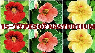 15 Types Of NASTURTIUM  Types Of NASTURTIUM  NASTURTIUM Plants  Flowers Of NASTURTIUM [upl. by Lathrop]