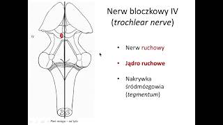 Nerwy gałkoruchowe wstęp [upl. by Etka]