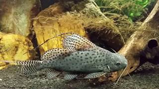 Synodontis Eupterus aka African Featherfin Squeaker Catfish [upl. by Lehcem891]