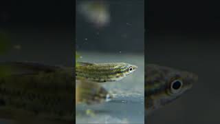 Croaking Gourami Trichopsis vittata [upl. by Eked]