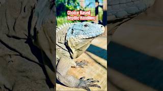 IS CHOICE BASED REPTILE HANDLING WORTH IT pets reptiles iguana [upl. by Alfie]