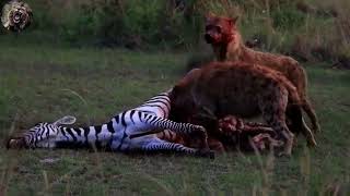 Hyena eating Zebra Alive [upl. by Ardnuaet]