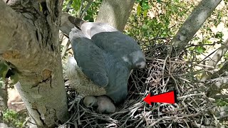 Falcon bird is checking the babies BirdsofNature107 [upl. by Wivinah]