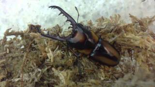 HD Prosopocoilus savagei from Kingdom of Beetle Taiwan origin  CameroonMP4 [upl. by Pell]