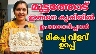 മുട്ടത്തോടിന്റെ ഈ 10 ഉപയോഗങ്ങൾ അറിഞ്ഞാൽ നിങ്ങൾ ഞെട്ടും 10 Egg shell benefits for plants [upl. by Questa155]