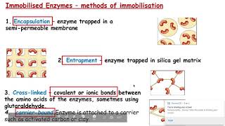 621 Cloning and biotechnology lo i immobilsed enzymes [upl. by Bondy]