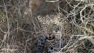 An aggressive leopard defending its kill wildlifephotoghraphy animals leopard leo lviralvideo [upl. by Gail587]