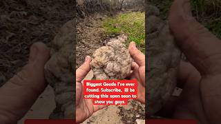 Biggest geode Ive ever found geode rockhounding crystals amazing treasure hunting nature [upl. by Coughlin]