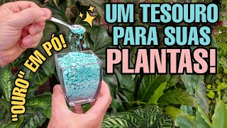 ACABE COM FUNGOS E ÁCAROS NAS SUAS PLANTAS  Jardim  Pragas  Suculentas [upl. by Airtal]