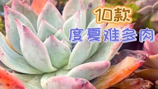 10款度夏难多肉推荐，新手定要避免踩坑！ [upl. by Der916]