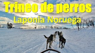 NORUEGA  Laponia  TRINEOS DE PERROS 🇳🇴 [upl. by Jezabella]