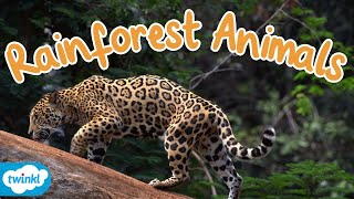 What Animals live in the Rainforest  Rainforest Animals for Kids [upl. by Merton653]