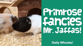 RUMBLESTRUTTING Guinea Pig NOISES  Female Guinea Pig Chases Male  GUINEA PIGGLES [upl. by Ursal772]